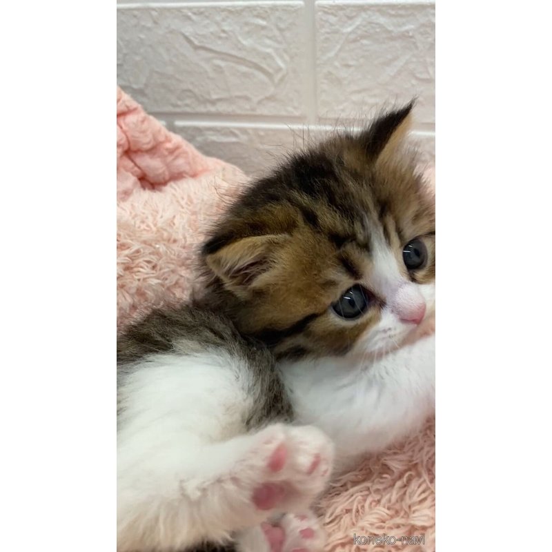 販売中の埼玉県のスコティッシュフォールド-121747の5枚目